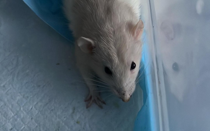 Biały szczur w niebieskiej tkaninie, spokojnie siedzący.