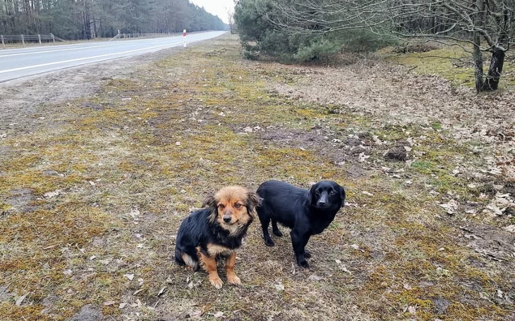 Dwa psy siedzące na trawie przy drodze.