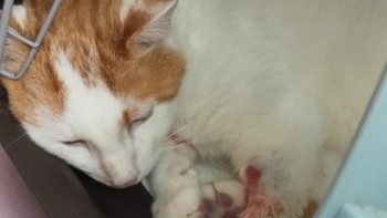 Zbiórka Bielik z zatorem-ratunek - miniaturka zdjęcia