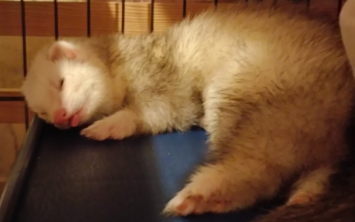 Zbiórka Badania ropomacicze Fredzi - zdjęcie główne