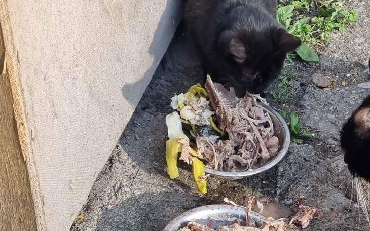 Zbiórka Na karmę dla maluchów i ich mamy - zdjęcie główne