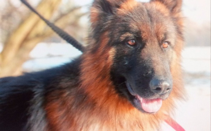 Zbiórka Na leczenie i ratowanie Lokiego. - zdjęcie główne