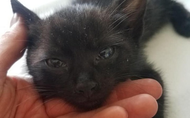 Zbiórka Mały kotek, wielkie cierpienie - zdjęcie główne