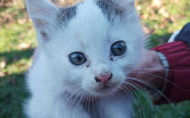 Mały biały kotek z niebieskimi oczami, trzymany na rękach.