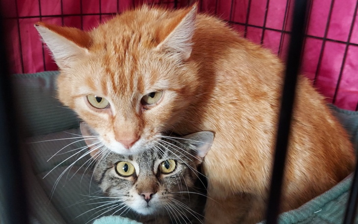 Zbiórka Full serwis dla Mai i Kasi - zdjęcie główne