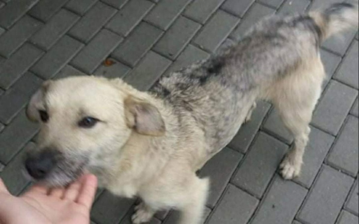 Zbiórka Bezbronna kruszynka - zdjęcie główne