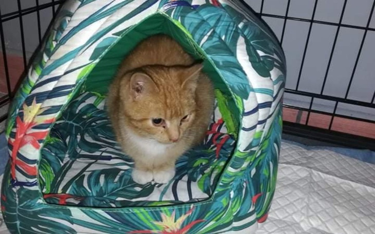 Zbiórka Na leczenie Bezdomniaka Gucciego - zdjęcie główne