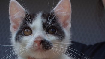 Zbiórka Bazarek Elmo - miniaturka zdjęcia