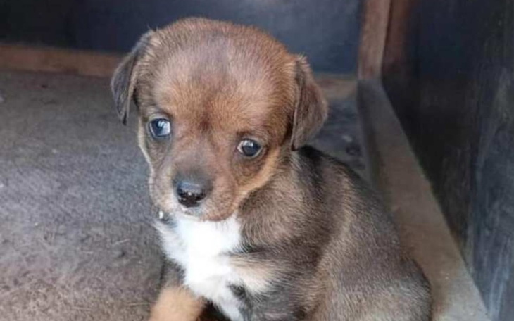 Zbiórka Szczeniak z wodogłowiem RATUJ - zdjęcie główne