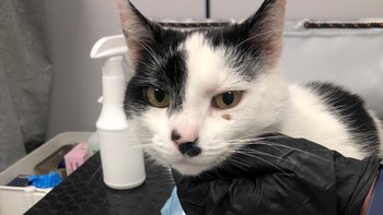 Zbiórka Andzia - miniaturka zdjęcia