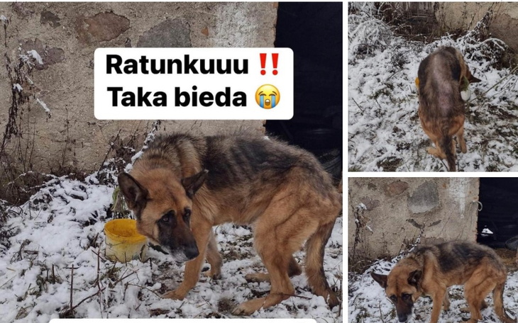 Pies w śniegu, wyglądający na zmartwionego.