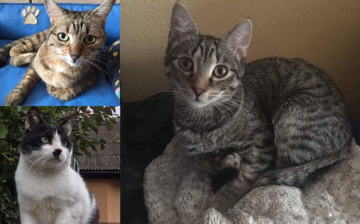 Zbiórka Koty proszą o grosik na żwirek - zdjęcie główne