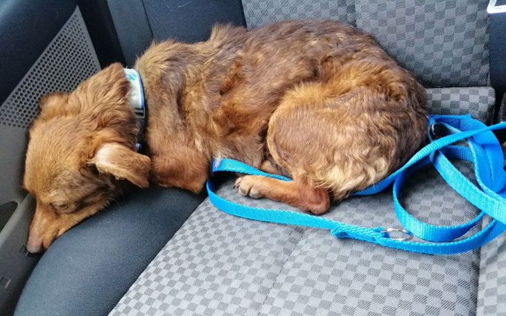 Zbiórka Mała Dori - wielkie nieszczęście - zdjęcie główne