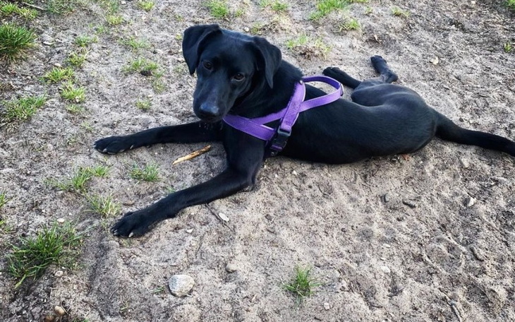 Zbiórka Dla behawiorysty dla afery - zdjęcie główne