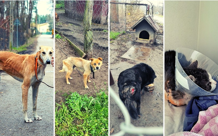 Zbiórka Ratuj z nami zwierzęta - zdjęcie główne