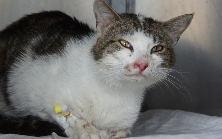 Zbiórka Amonek - zdjęcie główne