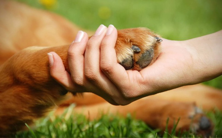 Zbiórka NA POMOC ANIMALSOM z Gliwic🐕 - zdjęcie główne