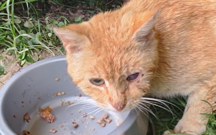 Rudy kot jedzący z miski na trawie.