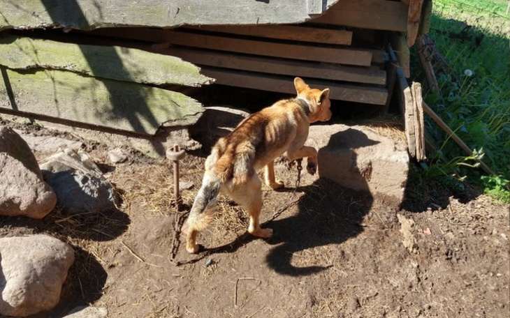 Zbiórka Pomóżmy Montiemu dotrzeć do domu - zdjęcie główne