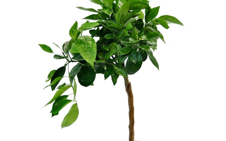 Zbiórka Marzenia777 - zdjęcie główne