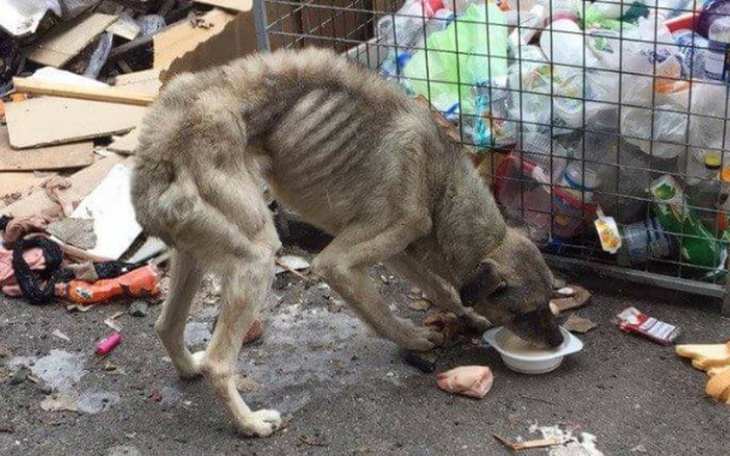 Zbiórka Kojec dla psiego nieszczęścia... - zdjęcie główne