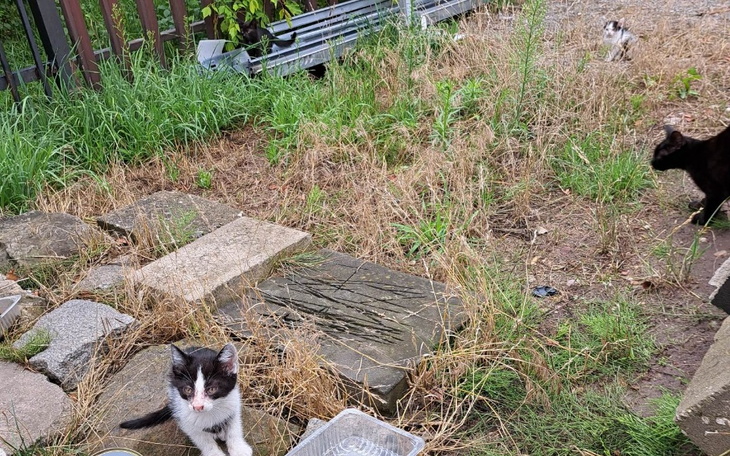 Zbiórka Pomoc kotom z Radomia - zdjęcie główne