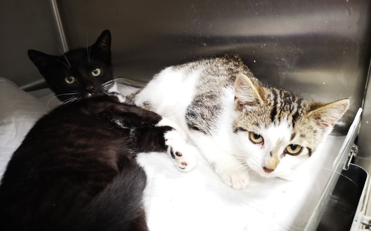 Zbiórka Kocięta Zuzy, panleukopenia - zdjęcie główne