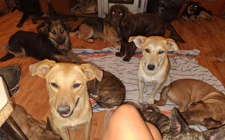 Grupa psów w przytulnym wnętrzu.