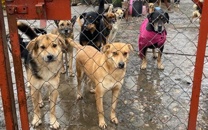 Zbiórka Lutowa zbiórka na Psi Raj - zdjęcie główne