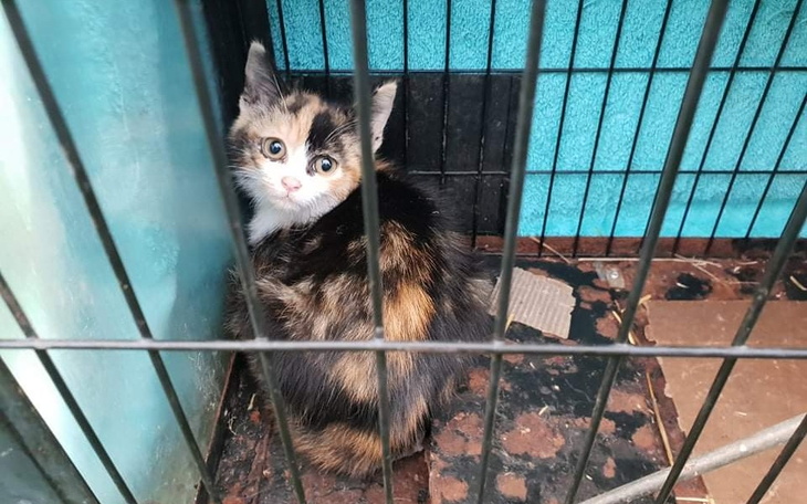 Zbiórka Nie karmić... To znikną - zdjęcie główne