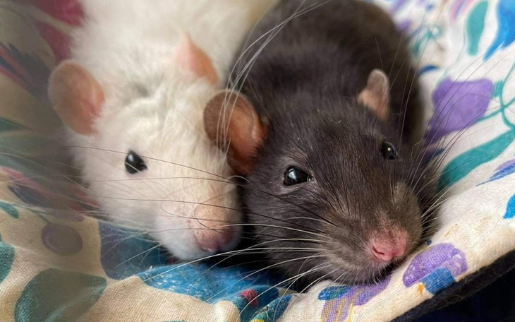 Zbiórka Sierpień w Ogoniastych - zdjęcie główne