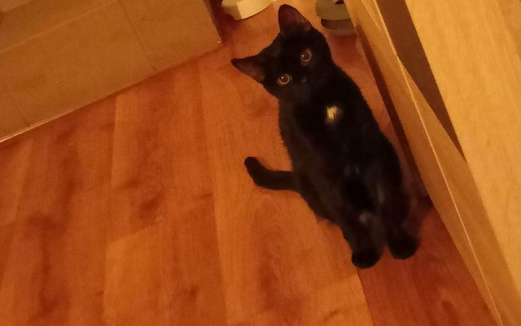 Zbiórka Badania i leki dla kota - zdjęcie główne