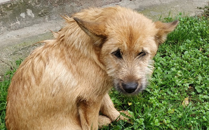 Zbiórka Transport i leczenie dla pieska - zdjęcie główne