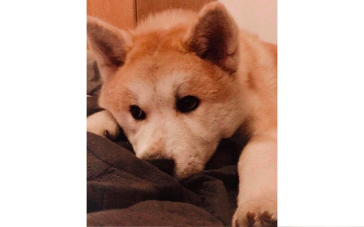 Zbiórka pomóż uratować Akirę - zdjęcie główne