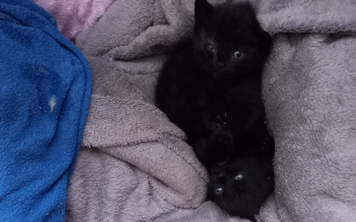 Zbiórka Kotki wyrzucone do śmietnika - zdjęcie główne