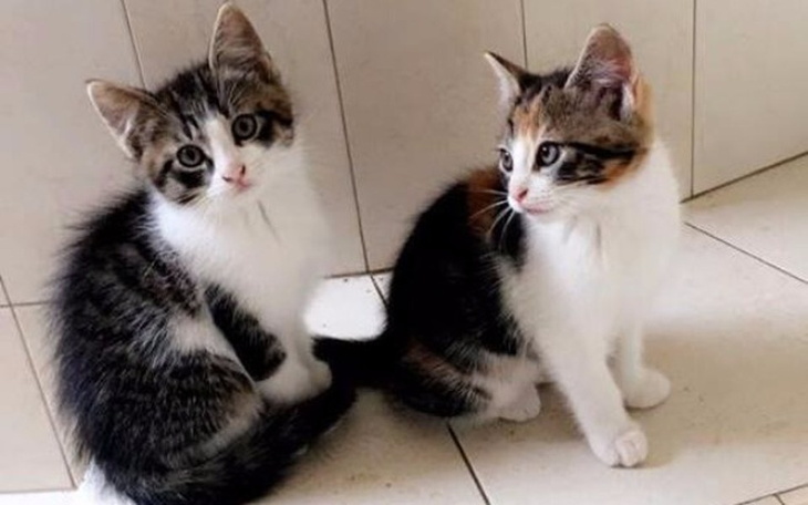 Zbiórka Azyl dla zwierząt PePe - zdjęcie główne