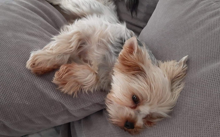 Zbiórka POMOC DLA YORK Operacja tchawicy - zdjęcie główne