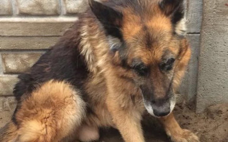 Zbiórka Pomóżmy Hetmanowi! Pilnie! - zdjęcie główne