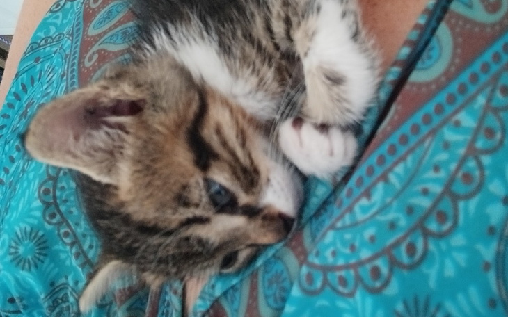 Kotek śpiący na ramieniu właściciela.