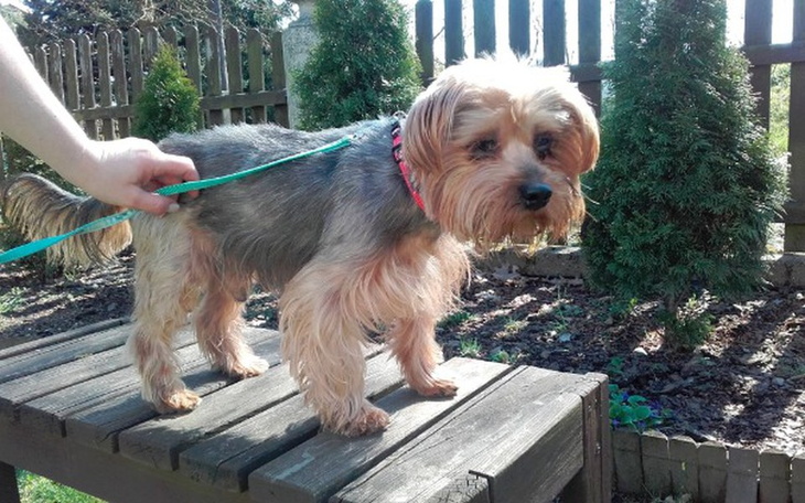 Zbiórka Ratunek dla Kaspra - zdjęcie główne