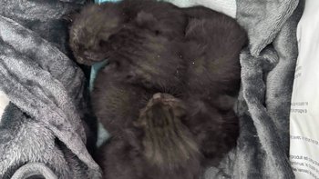 Zbiórka Maleńka Pistacja i rodzeństwo. - miniaturka zdjęcia