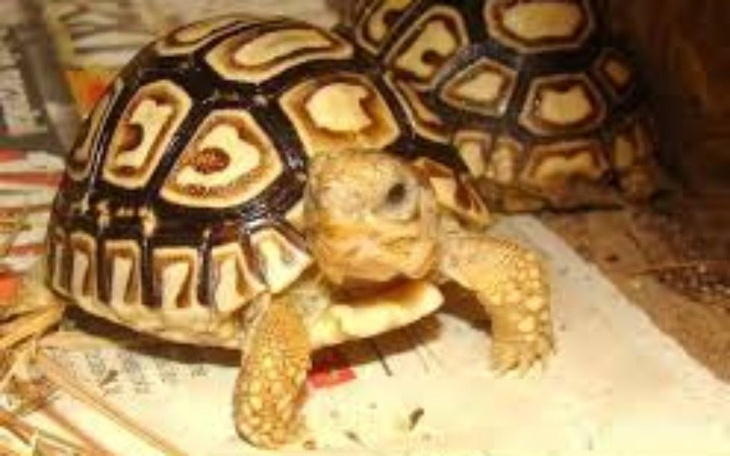 Zbiórka Żółwik Lamparci - zdjęcie główne