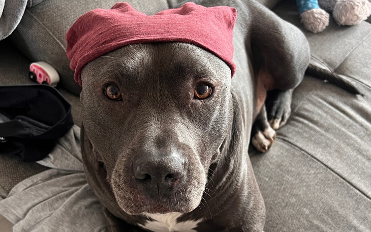 Pies w czapce relaksuje się na kanapie.