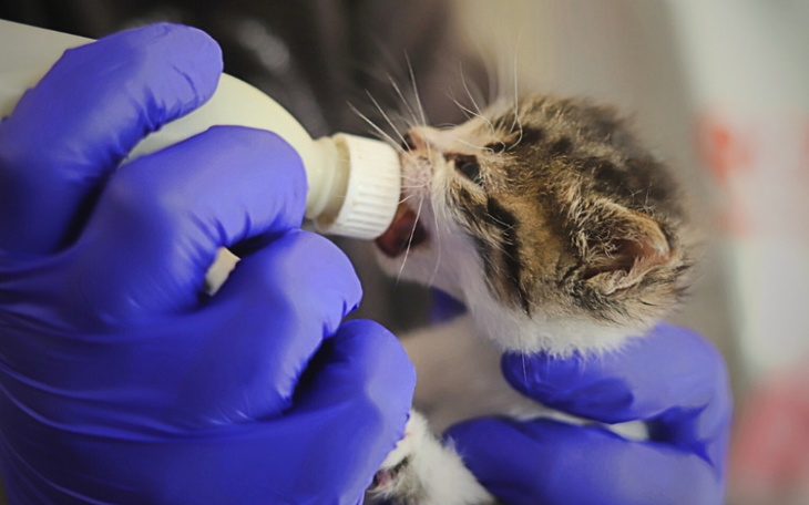 Zbiórka Wspólnie odbudujmy koci szpital - zdjęcie główne