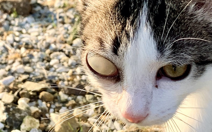 Zbiórka Usunięcie oka małego Kotka - zdjęcie główne