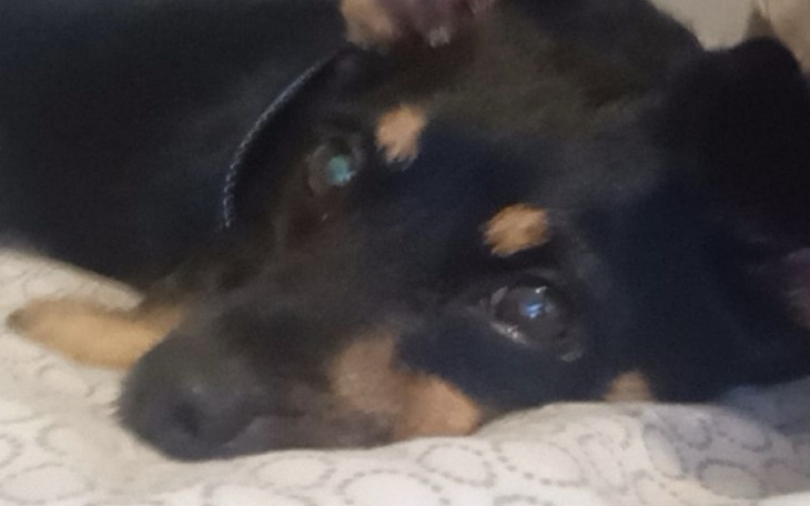 Zbiórka Na chorobę Aresa - zdjęcie główne