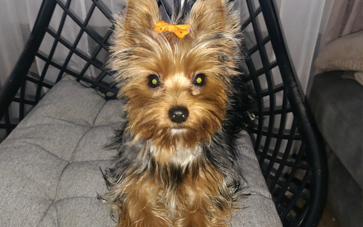 Zbiórka Moli- operacja serduszka - zdjęcie główne