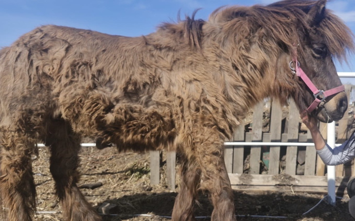 Koń z długą, kudłatą sierścią na pastwisku.