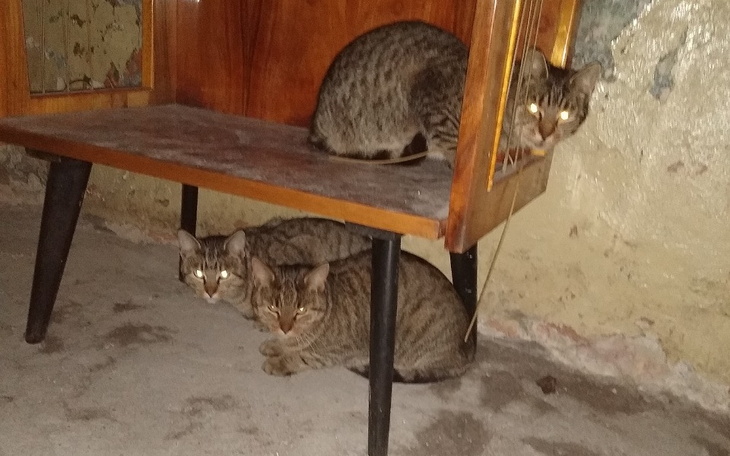 Zbiórka Kastracja kotów z biednego domu - zdjęcie główne