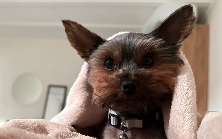 Zbiórka Pomóż Lili - zdjęcie główne